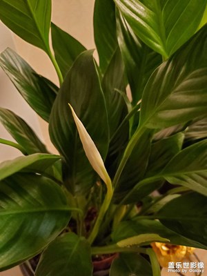 【家鄉(xiāng)年味】花年