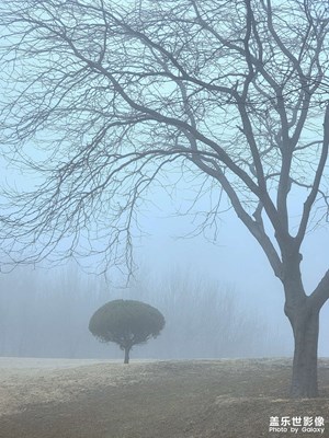 【足記】迷霧森林