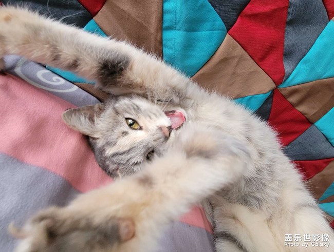 喵星人的寫真集