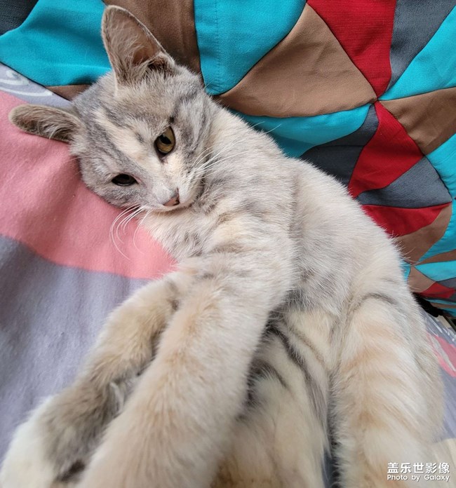 喵星人的寫真集