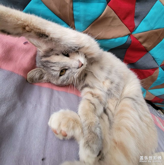 喵星人的寫真集