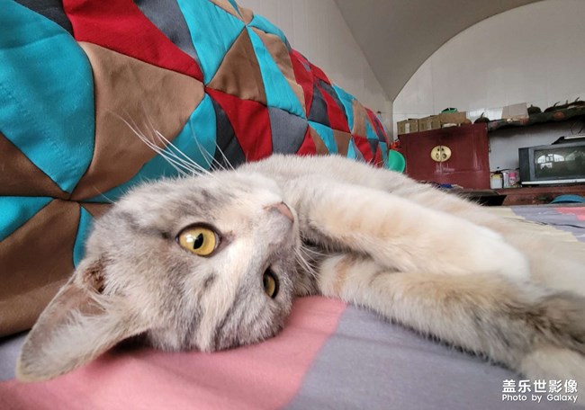 喵星人的寫真集