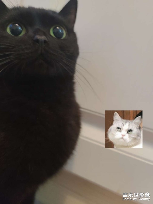 他朝若是同淋雪，此生也算共白頭
白頭若是雪可替