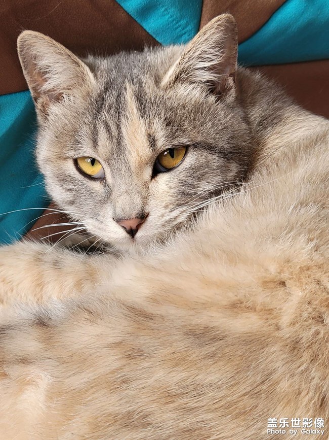 喵星人的寫真集