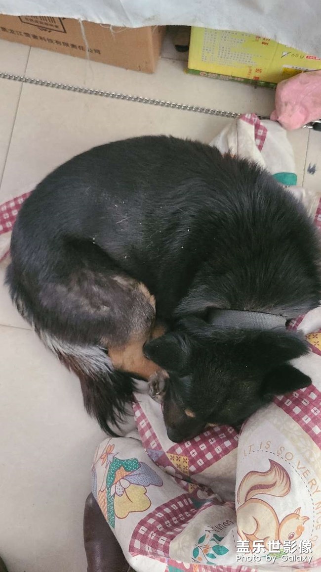 可愛(ài)的小黑真的很乖呀