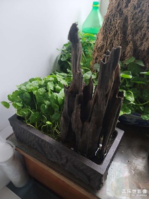 銅錢草銅錢草銅錢草銅錢草夠十字不。