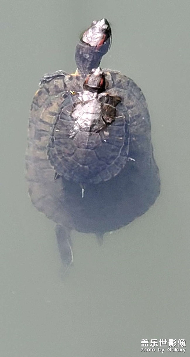 蓋中蓋
