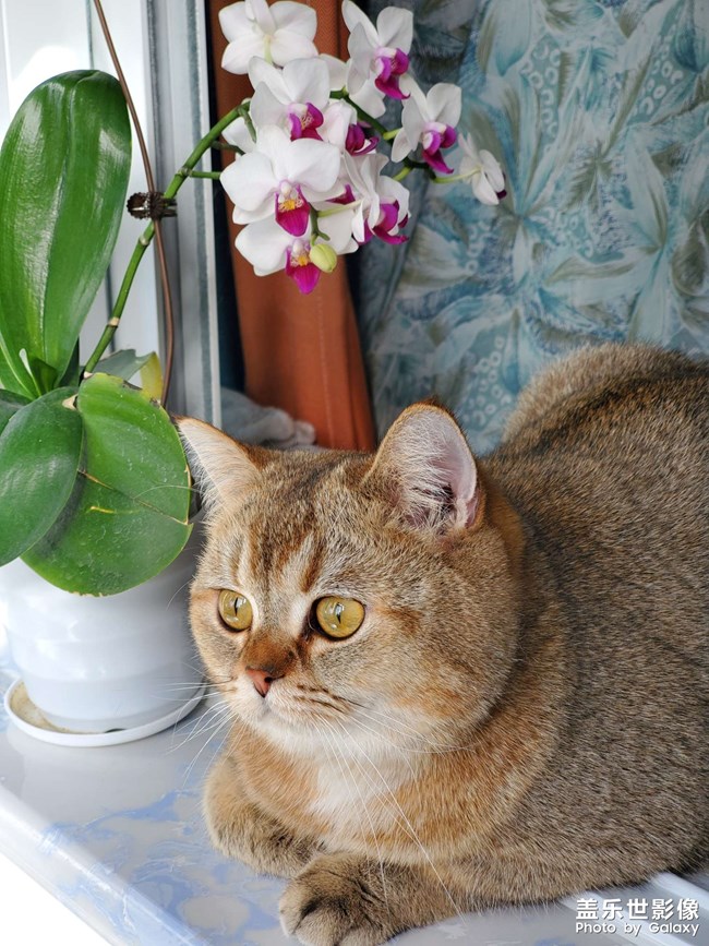 錢錢是個(gè)貓