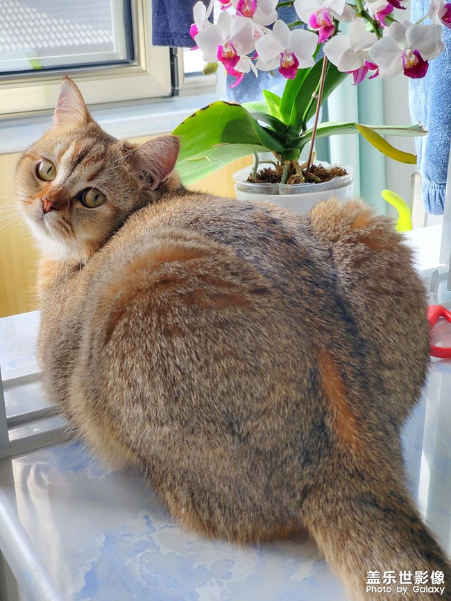 錢錢是個(gè)貓