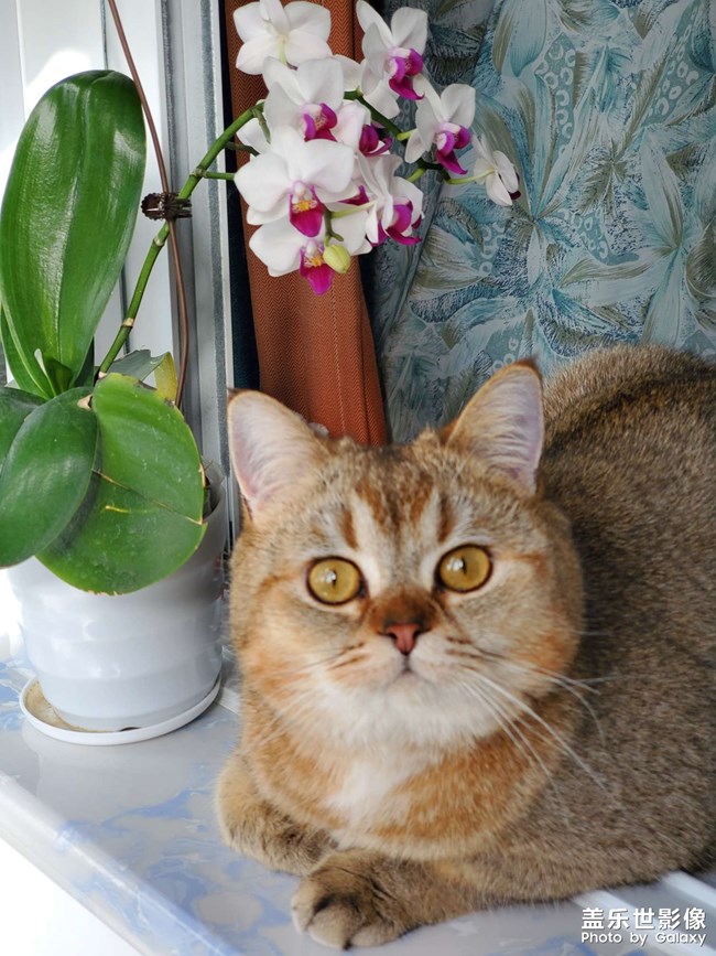 錢錢是個(gè)貓