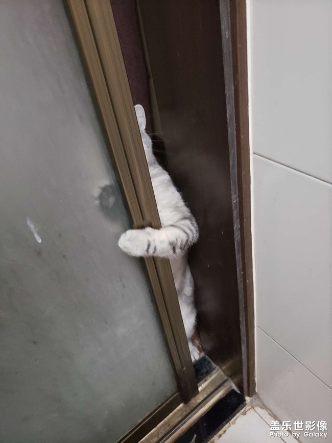愛吃魚大臉貓