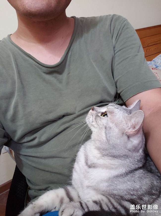 愛吃魚大臉貓