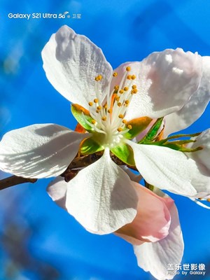 【春日幸事】小區(qū)內(nèi)的花