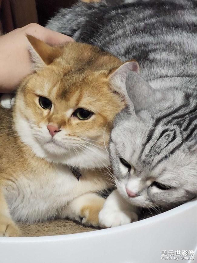 今天也有可愛(ài)的貓貓