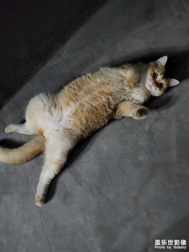 貓貓除了睡覺(jué)一無(wú)是處！