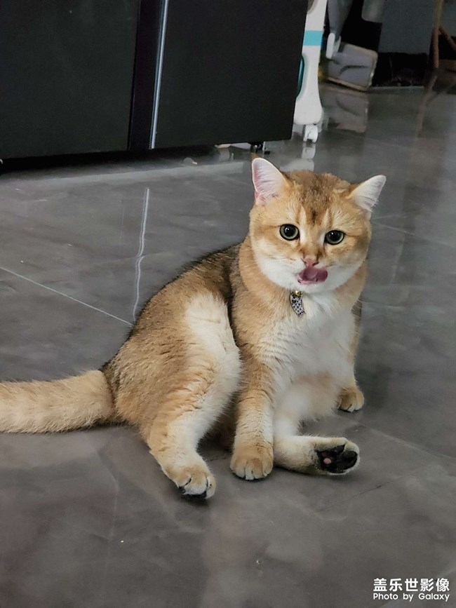 貓貓除了睡覺(jué)一無(wú)是處！