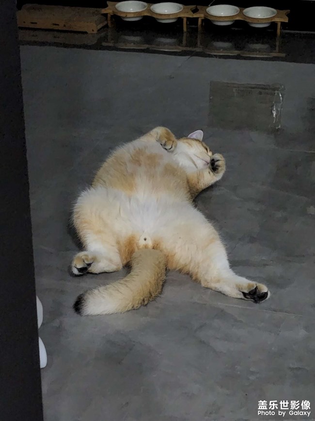 貓貓除了睡覺(jué)一無(wú)是處！