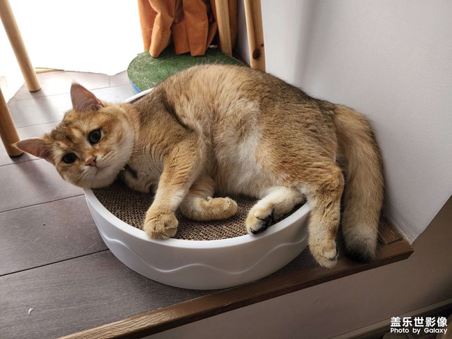 貓貓除了睡覺(jué)一無(wú)是處！