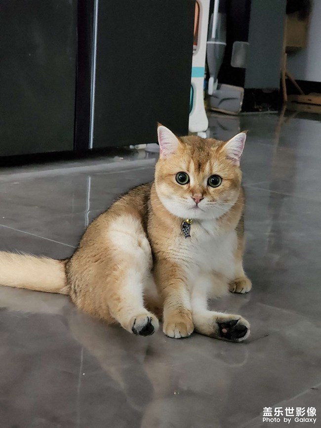 貓貓除了睡覺(jué)一無(wú)是處！