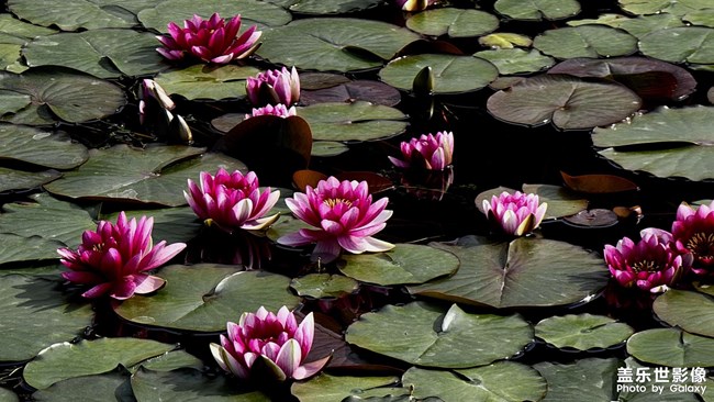 映日荷花別樣紅