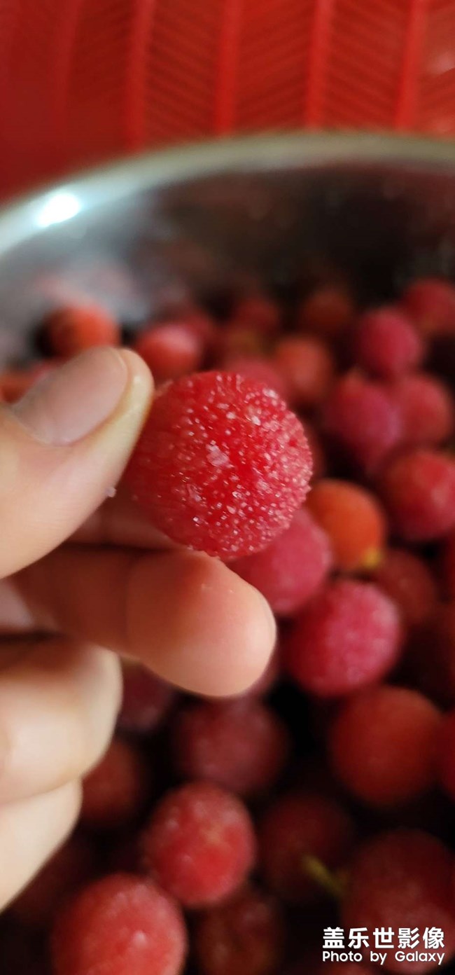 還是喜歡鄉(xiāng)下楊梅的味道