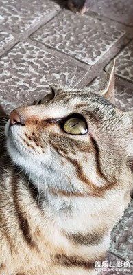 九妹九哥九大爺拍攝依舊很穩(wěn)很在線！