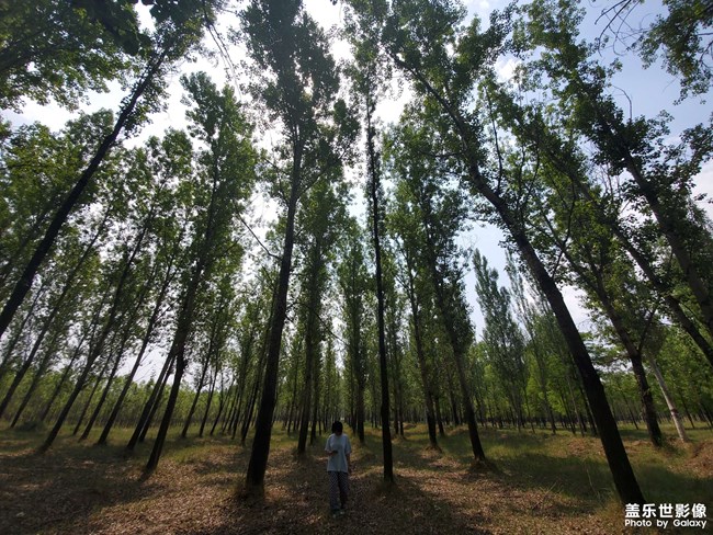 端午節(jié)的北方