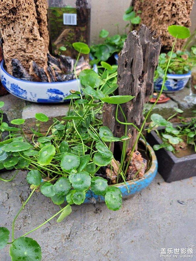小盆景