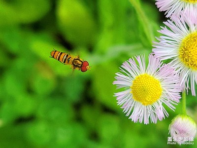 野花與小小蟲(chóng)