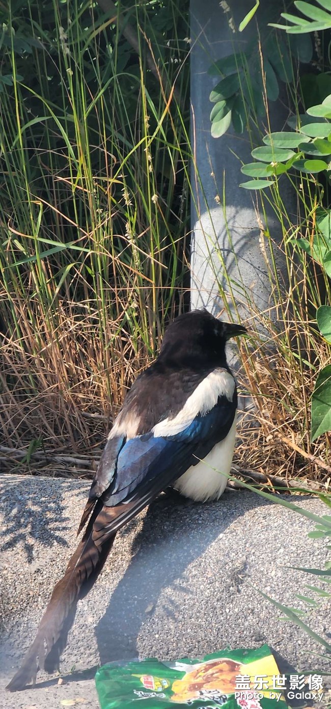 十倍和20倍隔著窗的效果