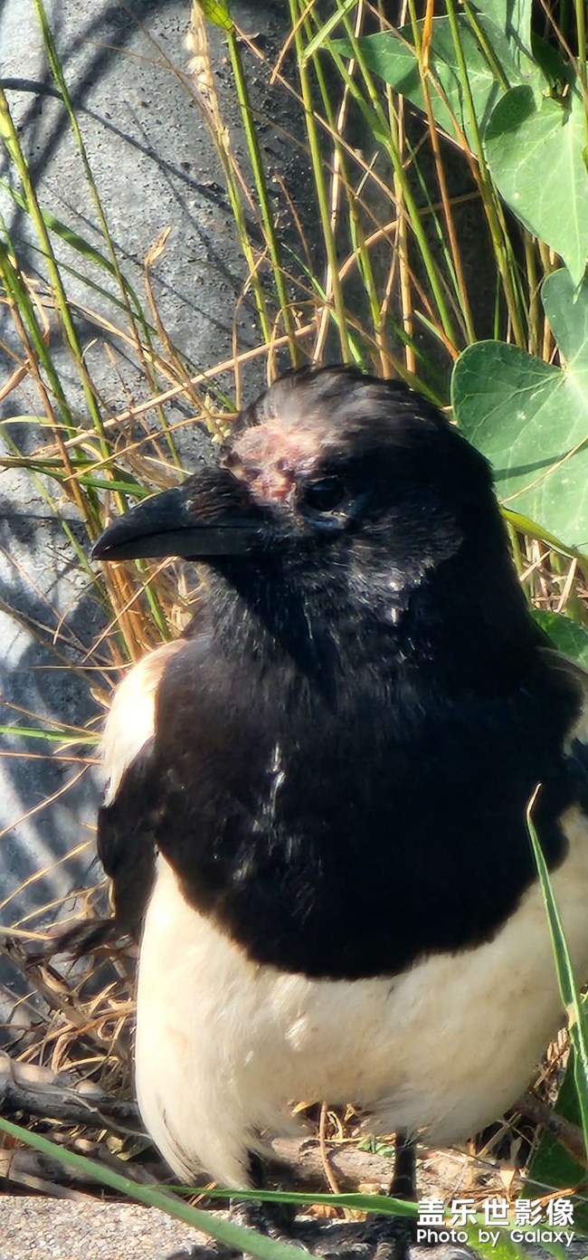 十倍和20倍隔著窗的效果