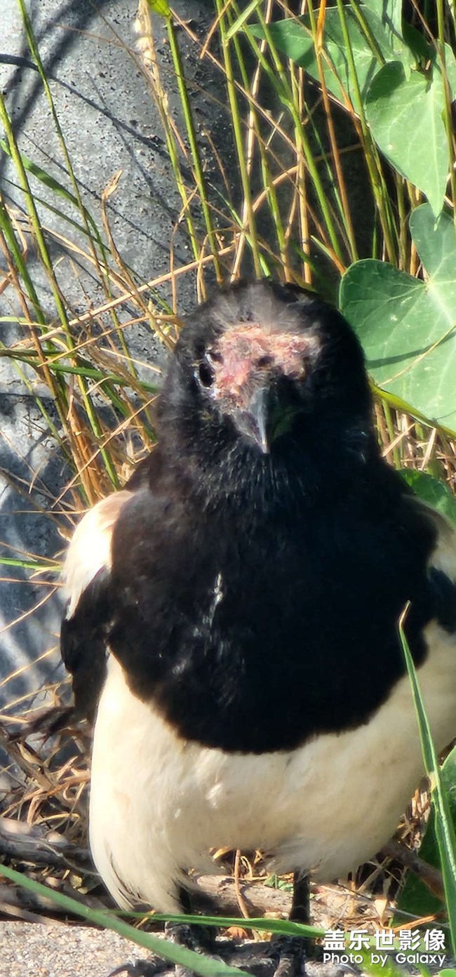 十倍和20倍隔著窗的效果