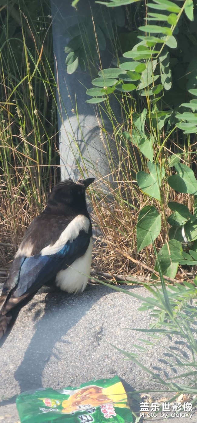 十倍和20倍隔著窗的效果