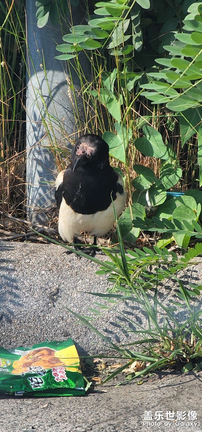 十倍和20倍隔著窗的效果