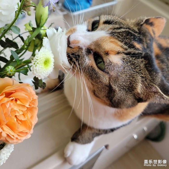 幸幸，之，三花與花