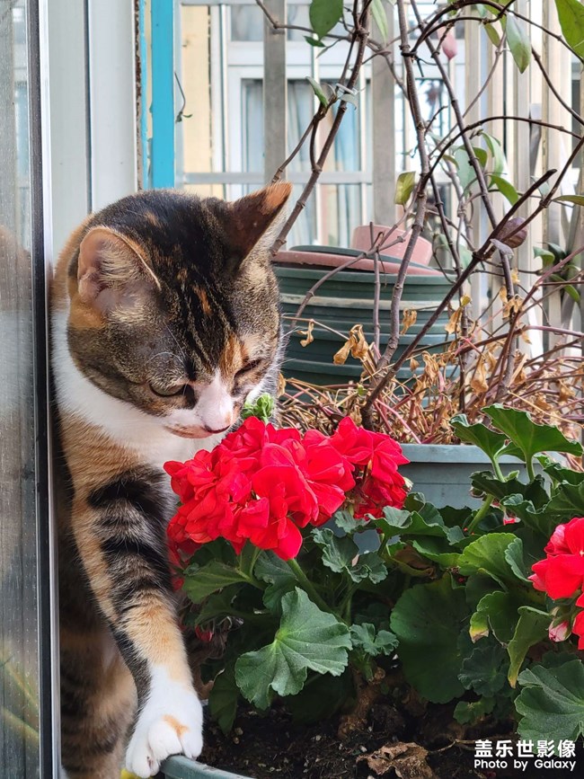幸幸，之，三花與花