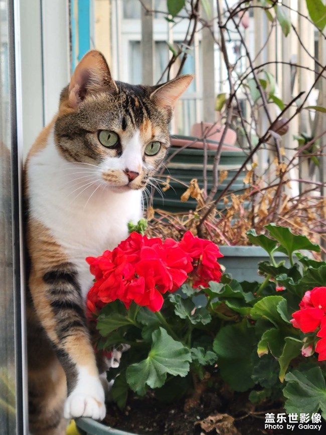 幸幸，之，三花與花