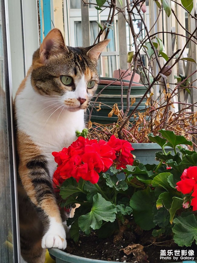 幸幸，之，三花與花