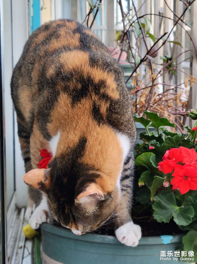 幸幸，之，三花與花