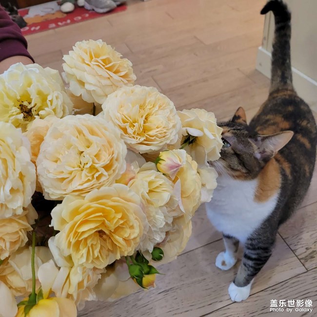 幸幸，之，三花與花