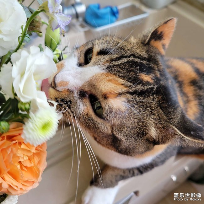 幸幸，之，三花與花