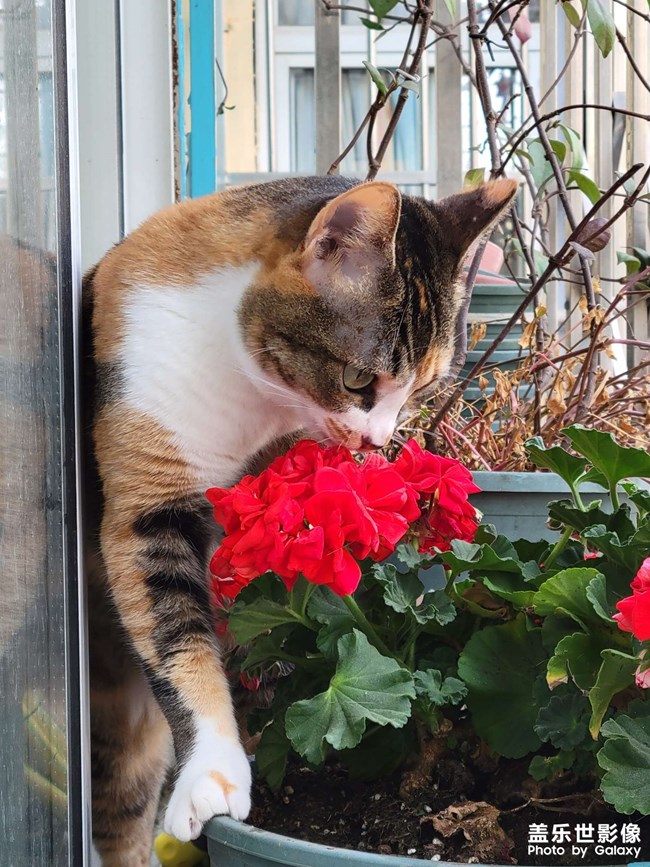 幸幸，之，三花與花