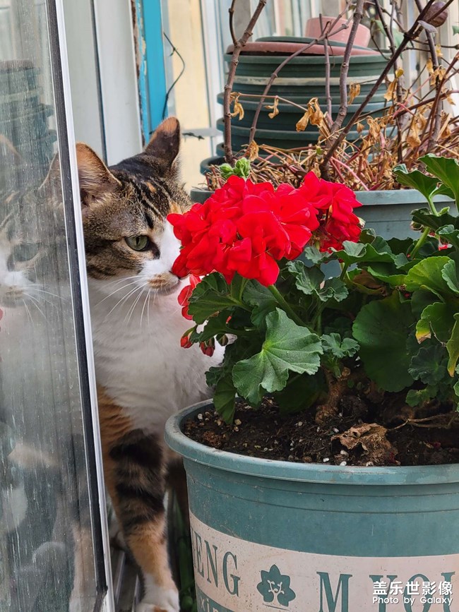 幸幸，之，三花與花