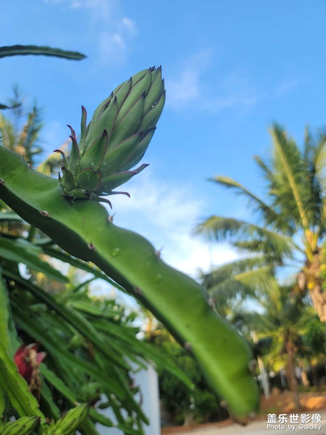 為你花開滿城，為你明燈三千