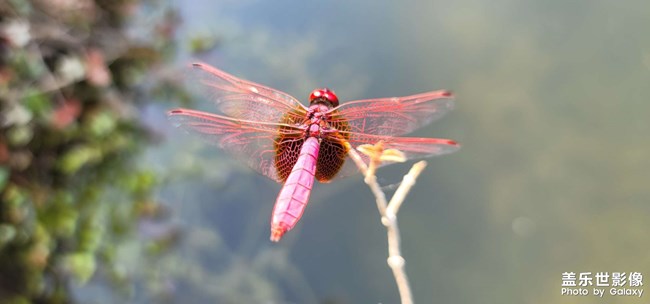 紅蜻蜓