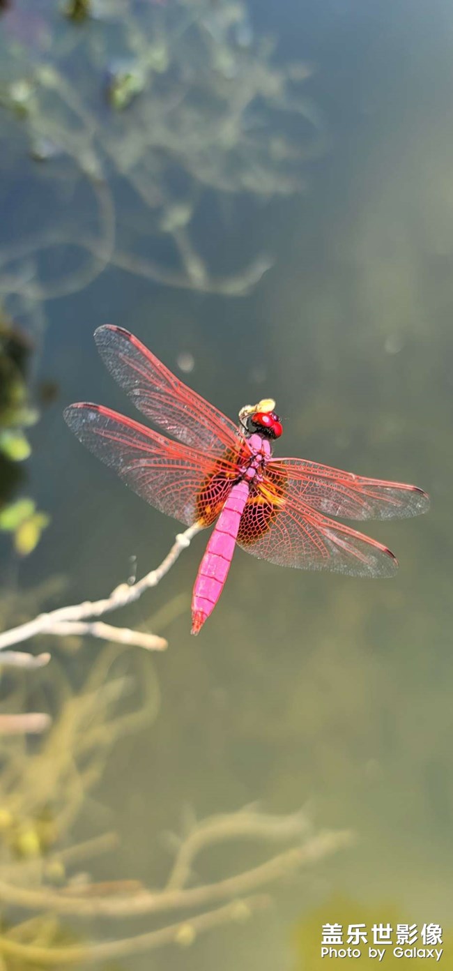 紅蜻蜓