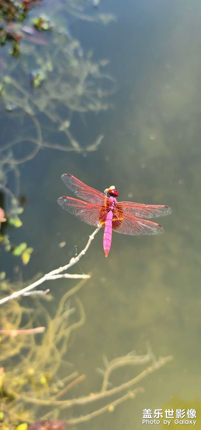 紅蜻蜓