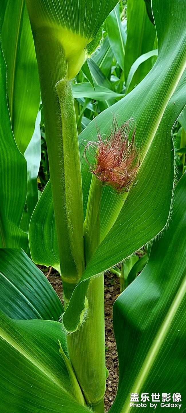 盛夏時節(jié)的??