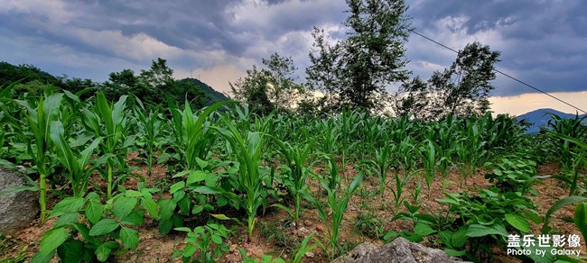 盛夏時節(jié)的??