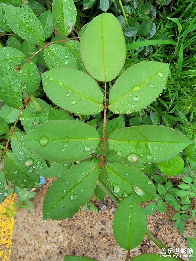 雨后